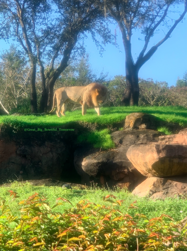 Disney's Animal Kingdom Bucket List