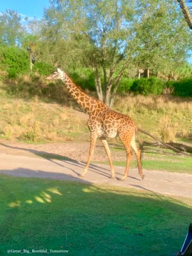 Disney's Animal Kingdom Bucket List